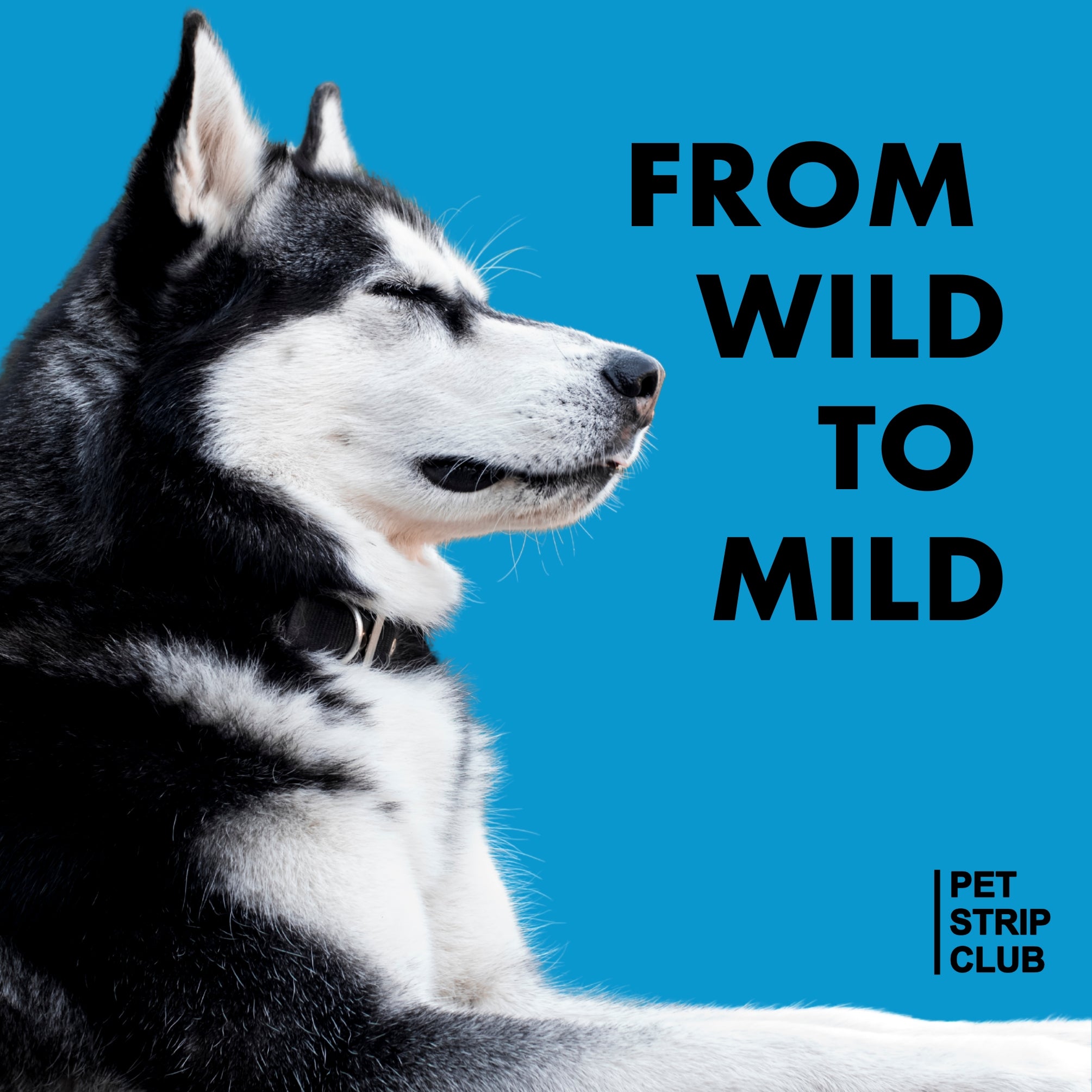 Calming and Relaxation PRE-SALE (Ships February 2026)