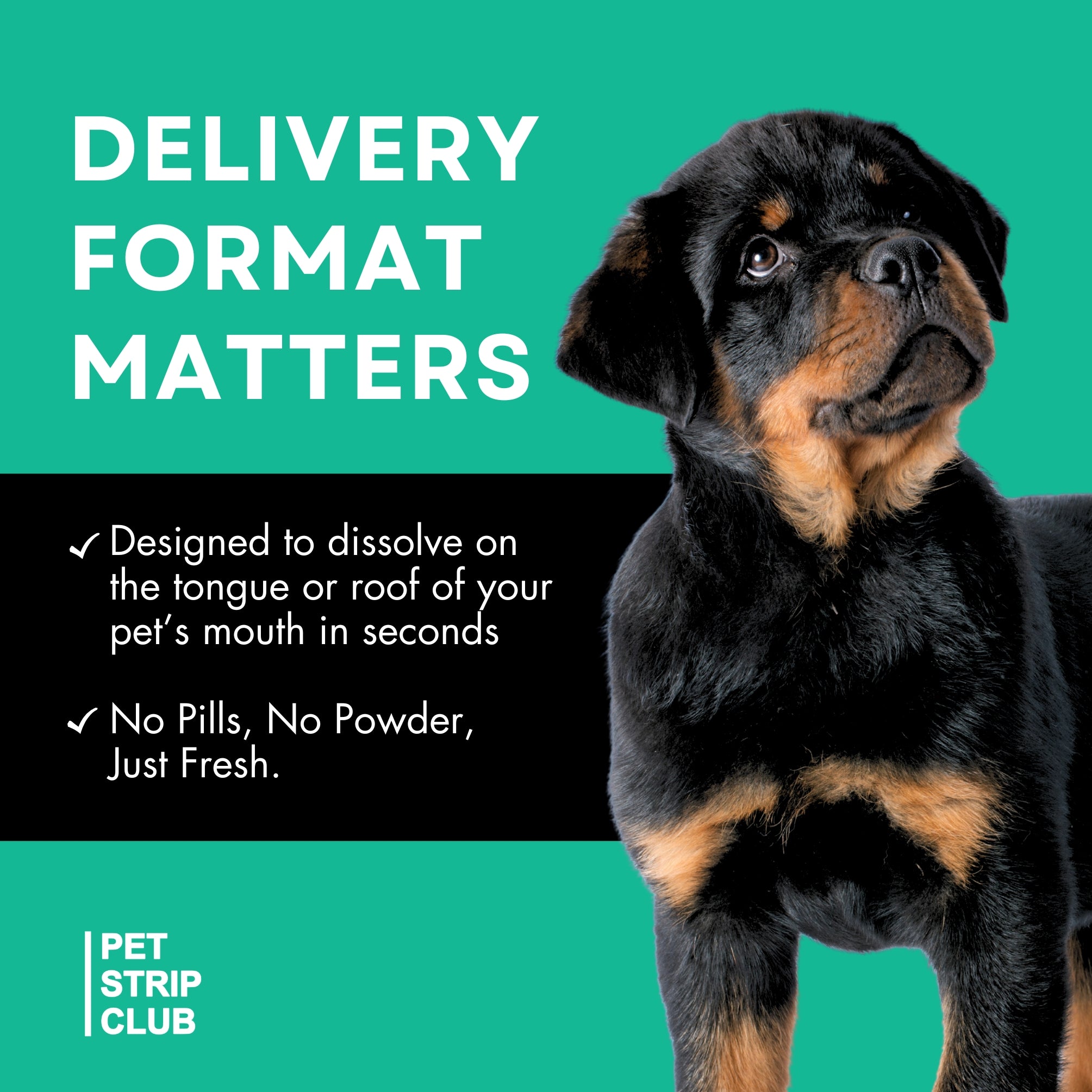 Dental and Oral Care PRE-SALE (SHIPS FEBRUARY 2026)